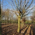 Platanus hispanica - 2024
