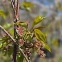 Prunus subhirtella 'Pendula' - 1