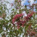 Heptacodium miconioides - Foto 1