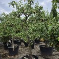 Pyrus c. 'Conference' - 1