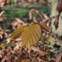 Fagus sylvatica - 1
