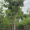 Idesia Polycarpa - 2