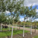 Malus domestica 'Schone van Boskoop' - Foto 5