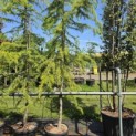 Cedrus deodara 'Aurea' - 1