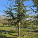 Cedrus libani - 4