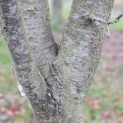 Prunus domestica d' Althan - Foto 1