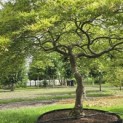 Acer palmatum 'Dissectum' - Foto 2