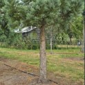 Sequoiadendron giganteum 'Glaucum' - Foto 3