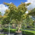 Acer palmatum - 1
