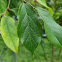 Sycoparrotia semidecidua - Schijnparrotia blad