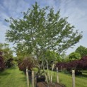 Amelanchier lamarckii - Foto 3