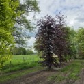 Fagus sylvatica 'Atropunicea' - 1