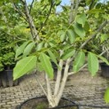 Juglans regia - 2