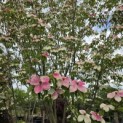 Cornus 'Norman Hadden' - 2