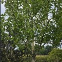 Liquidambar styraciflua 'Stared' - 1