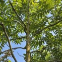 Carya illinoinensis - 4