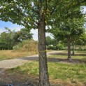 Cercidiphyllum japonicum - Foto 1
