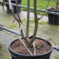 Prunus serrulata 'Royal Burgundy' - 6