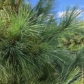 Pinus wallichiana - Foto 1