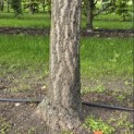 Ginkgo biloba - 3