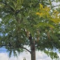 Gleditsia triacanthos ‘Sunburst' - Foto 3