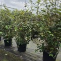 Viburnum plicatum 'Popcorn' - Foto 1