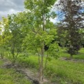 Acer Triflorum - Foto 2