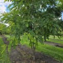 Robinia margaretta 'Casque Rouge' - Foto 6