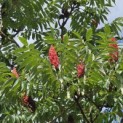 Rhus typhina - 1
