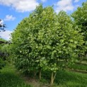 Liriodendron tulipifera 'Aureomarginatum' - Foto 1