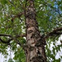 betula nigra - Afbeelding 1