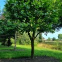 Platanus x hispanica - Afbeelding 1
