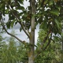 Magnolia 'Heaven Scent' - Foto 4