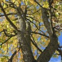 Liquidambar styraciflua - 2