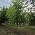 Juglans regia 'Buccaneer' - Foto 1