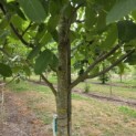 Juglans regia 'Buccaneer' - Foto 2
