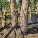 Pinus sylvestris - 3