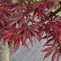 Acer palmatum 'Trompenburg' - Foto 5