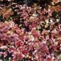 Fagus sylvatica 'Atropunicea' - 1