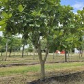 Quercus pontica - 3