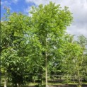 Juglans Nigra - 1