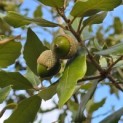 Quercus ilex - 2