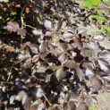 Fagus sylvatica 'Atropunicea' - 6