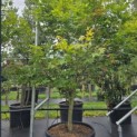 Acer palmatum 'Osakazuki - Foto 4