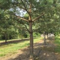 Pinus sylvestris - 2