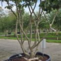 Parrotia persica - Foto 2