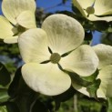 Cornus nuttallii - 8
