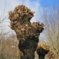 Salix Alba - 2