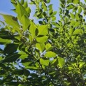 Styrax japonicus - impressie zomerblad