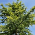 Cedrus deodara 'Aurea' - 2